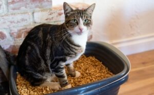Cara Memilih Wood Pellet Berkualitas untuk Cat Litter Kucing Kesayangan